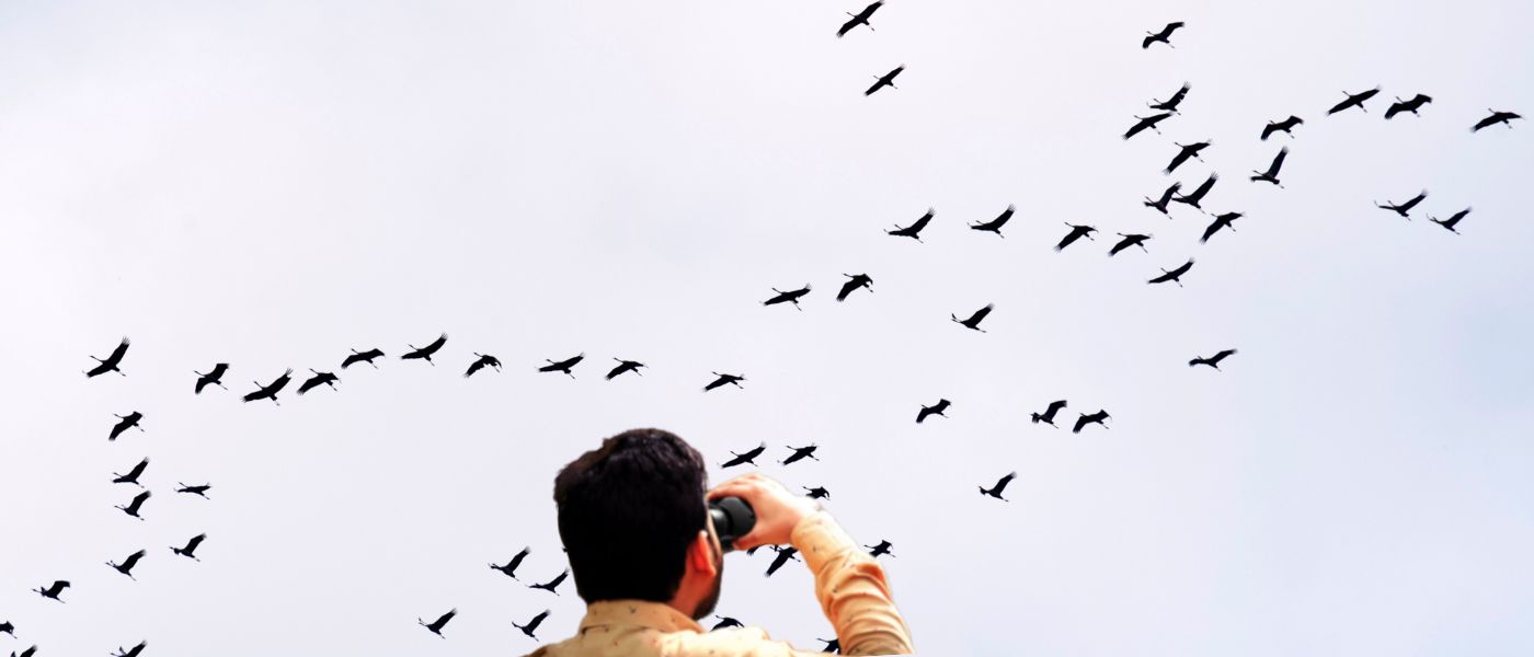 EcoNature, des sorties ornithologiques à la découverte des oiseaux