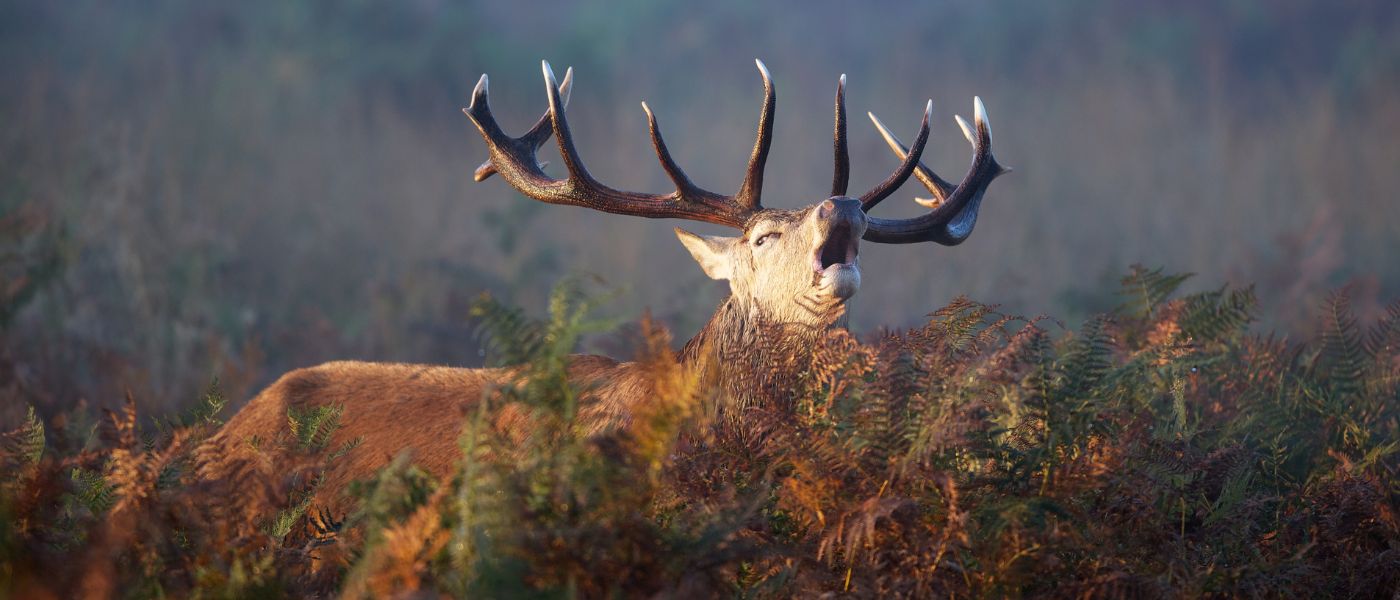 EcoNature, pister la faune sauvage, le loup découvrir le brame du cerf